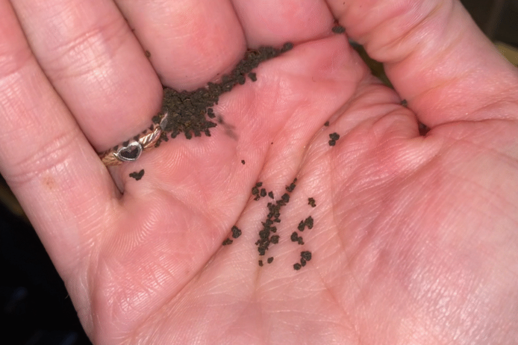 hand holding round pieces of loose leaf black tea